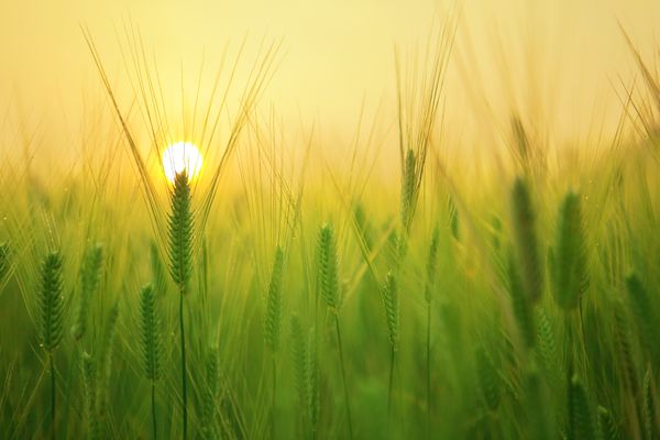 Du soleil pour les jours à venir