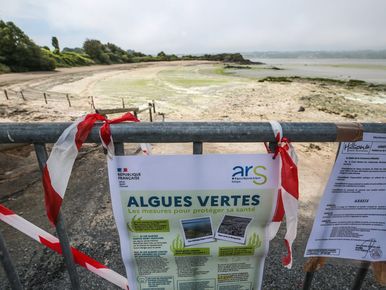 Algues vertes : la plage du port du Curnic à Guissény fermée pour  dépassements du seuil d'alerte