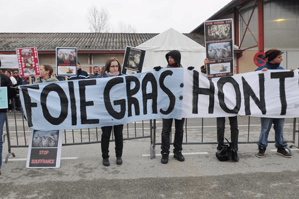 Depuis trois ans, les anti foies gras manifestent à Samatan