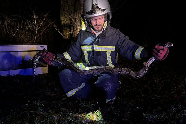 INSOLITE. Des serpents abandonnés en pleine nature au bord d'un lac sauvés par des pompiers