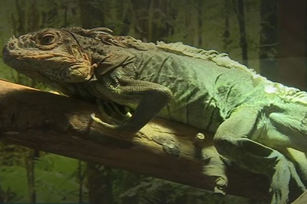 Cet iguane vert a été retrouvé samedi 21 août dans un parc de Château-Renault. Il est aujourd'hui dans un vivarium du Muséum d’histoire naturelle de Tours. 