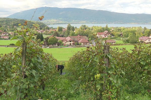 Un vignoble a été réimplanté il y a 7 ans devant le château de Menthon-Saint-Bernard, sur les rives du lac d'Annecy, en Haute-Savoie.