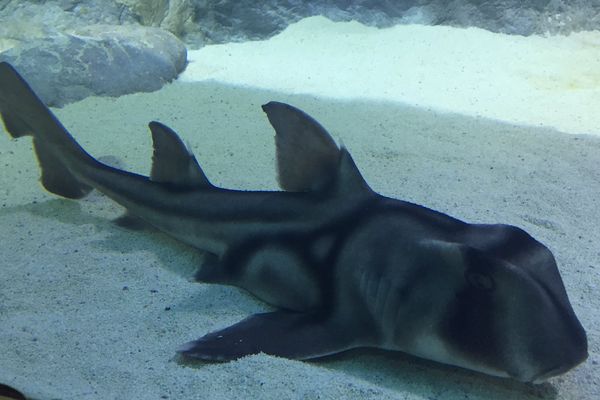 Premieres Apparitions Des Bebes Requins De Port Jackson A L Aquarium De Lyon