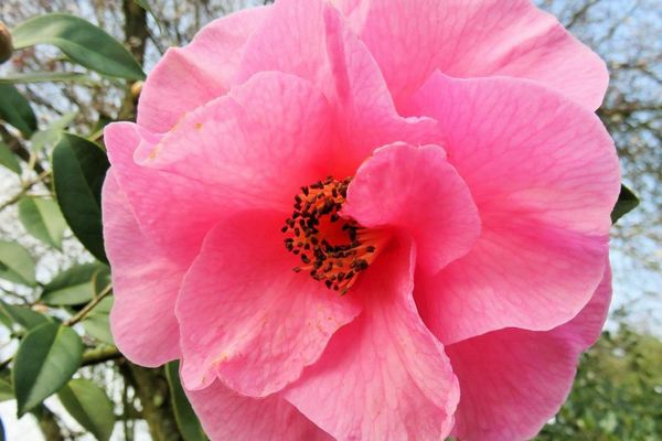 Une fleur de camélia