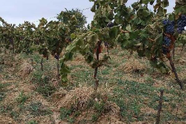 Plus de 3000 pieds de grenache noir sont détruits à quelques jours de la récolte. 