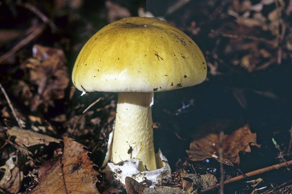 Amanite phallloïde, un champignon dangereux