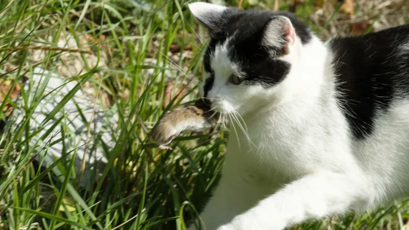 Chat domestique chassant un mulot