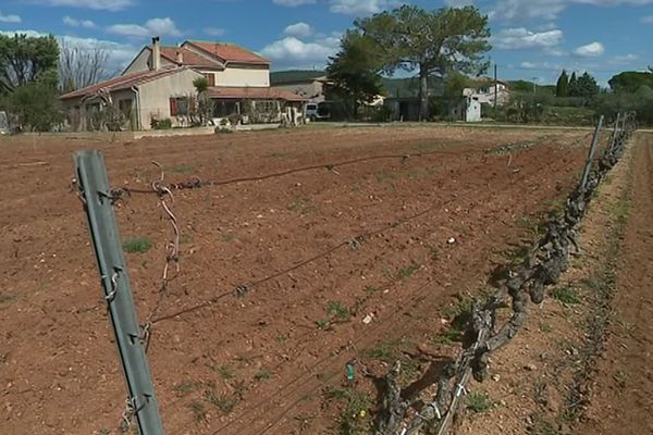 Un vignoble du Var subissant la sécheresse en mars 2019.