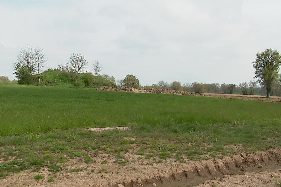 Destruction of Nearly a Kilometer of Hedges Threatens Biodiversity in Gâtine