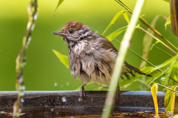 Les oiseaux sont des animaux fragiles : on vous donne quelques pistes pour mieux les protéger.