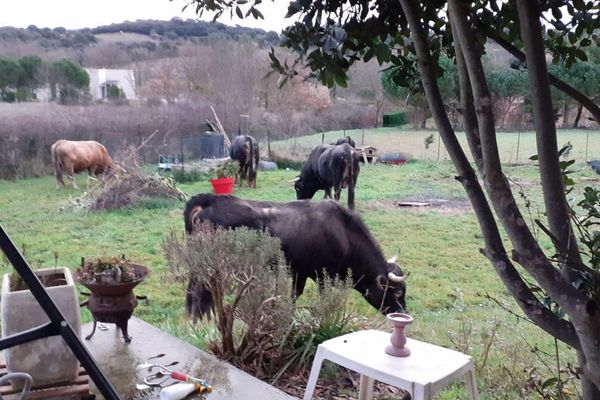 Un troupeau de vaches Casta au milieu d'un jardin à Alairac, à l'ouest de Carcassonne : un phénomène récurrent qui exaspère les élus et nombres d'habitants de ce secteur rural de l'Aude.