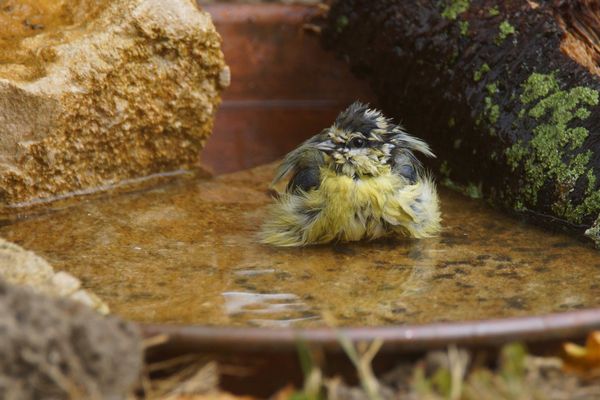 Le bain de la mésange bleue pour s'hydrater et nettoyer son plumage.