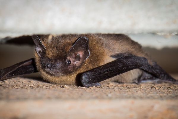 Ceratines espèces de chauve-souris sont menacées