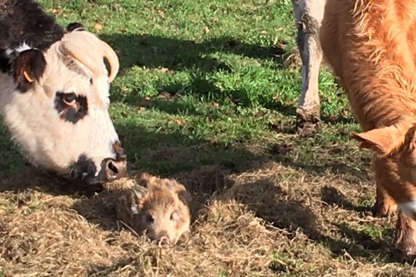 Les vaches ne semblent absolument pas dérangées par la présence du marcassin.