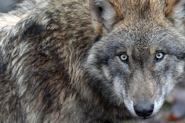 La présence du loup en Isère inquiète certains chasseurs.