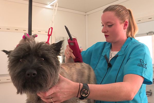 Chaque jour, Pauline Ruffy s'occupe de 5 animaux : principalement des chiens, mais ses clients sont aussi des chats ou encore des lapins.