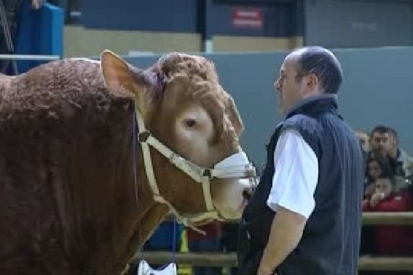 Un des taureaux primés au concours général de la race limousine, 27 février 2014