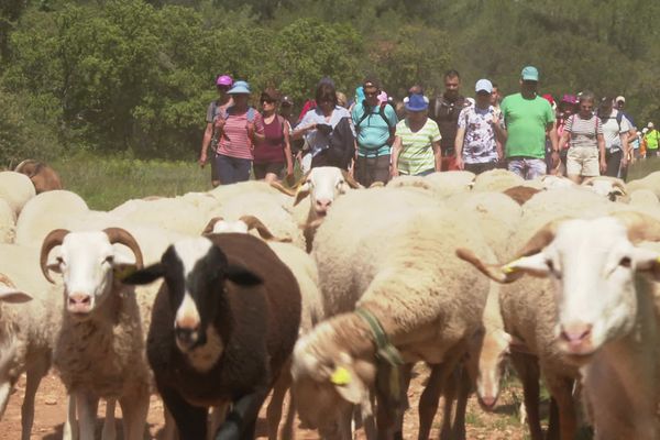 Plus de 500 personnes ont suivi les brebis de Michel Ibanez pendant leur transhumance d'été, samedi 13 avril 2024.