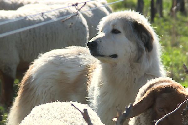 Nîmes - un patou en protection avec un troupeau de brebis - mars 20240.