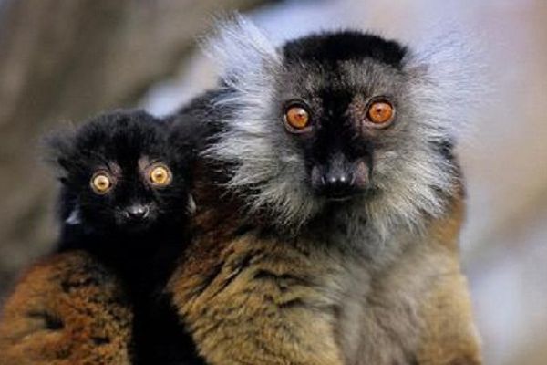 Parmi les nouveaux singes de la Vallée : des lémurs noirs de Madagascar.