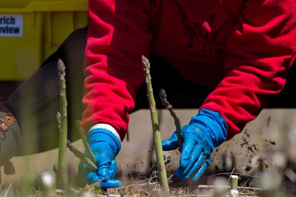 Récolte de l'asperge - images d'illustration