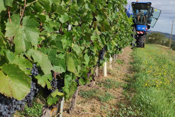 Dans le vignobles des Côtes d'Auvergne, l'année 2022 devrait battre tous les records.