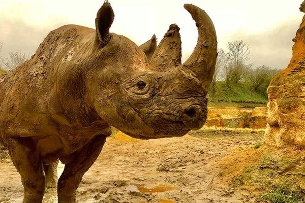 Kata Kata le rhinocéros du Bioparc de Doué*la-Fontaine est mort