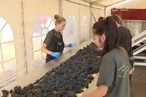 Le tri des grumes de pinot noir se font à la main, à la cave coopérative des Hautes-Côtes