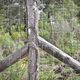 Les clôtures seront bientôt limitées en forêt de Sologne.