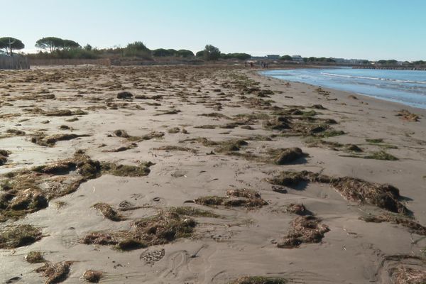 Suite aux fortes intempéries la faune et la flore marine ont elles aussi été touchées. C'est le cas de l'herbier de Zostère, une plante très importante pour nos écosystèmes, qui s'est échouée sur certaines plages de la côte méditerranéenne comme au Grau-du-Roi dans le Gard. Une bonne chose pour l'environnement.