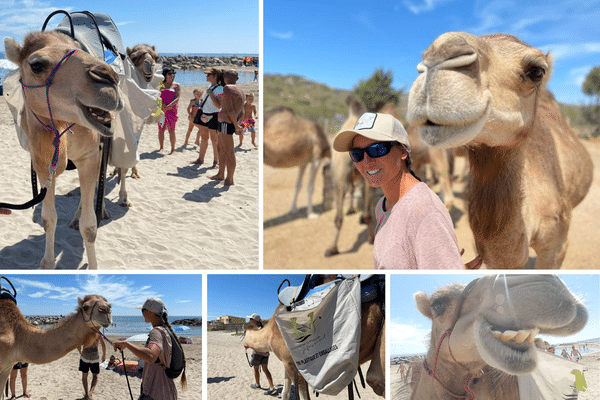 Sur la plage de Frontignan, ce sont les dromadaires qui bossent.