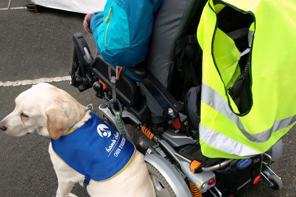 Un handi'chien d'accompagnement 