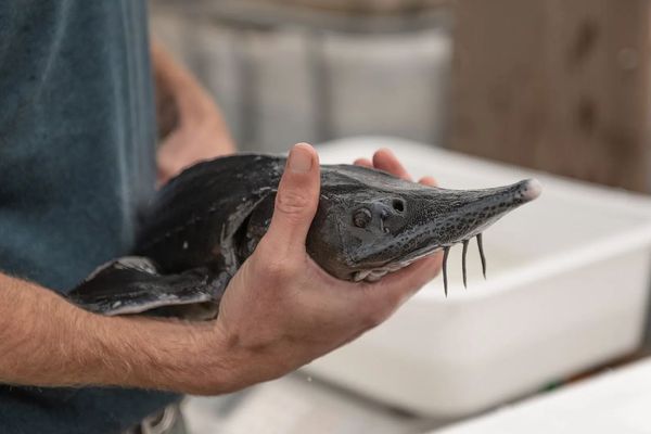 Sturgeons in the Charente countryside ... you had to think about it