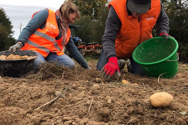 Dans un petit village des Combrailles, dans le Puy-de-Dôme, des bénévoles de la Banque Alimentaire récoltent des pommes de terre offertes par un agriculteur.