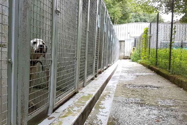 Les abandons de chats et de chiens sont quotidiens à la veille des vacances à la SPA du Dauphiné située à Uriage, près de Grenoble.