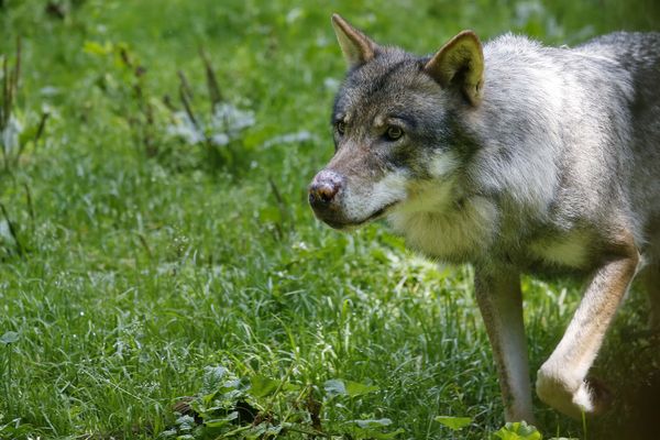 Le loup serait l'auteur de multiples attaques ces dernières semaines contre des troupeaux en Saône-et-Loire. Une association de défense demande davantage de preuves.