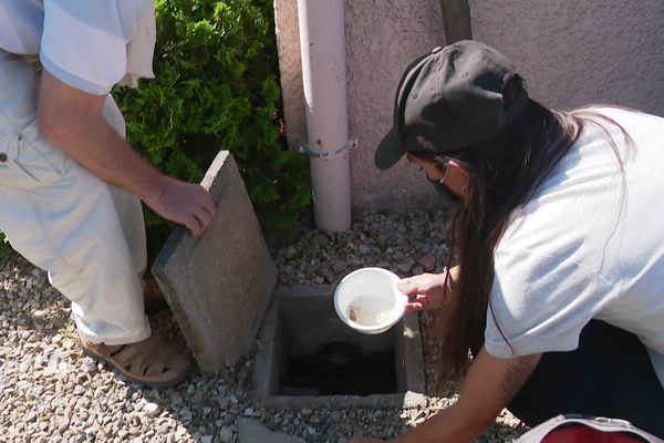 Les moustiques-tigres pondent leurs œufs dans toutes les retenues d'eau qu'il peuvent trouver. En 4 jours, des les œuf pondus deviennent des adultes près à piquer. Il faut donc très régulièrement faire le tour des accueils potentiels.