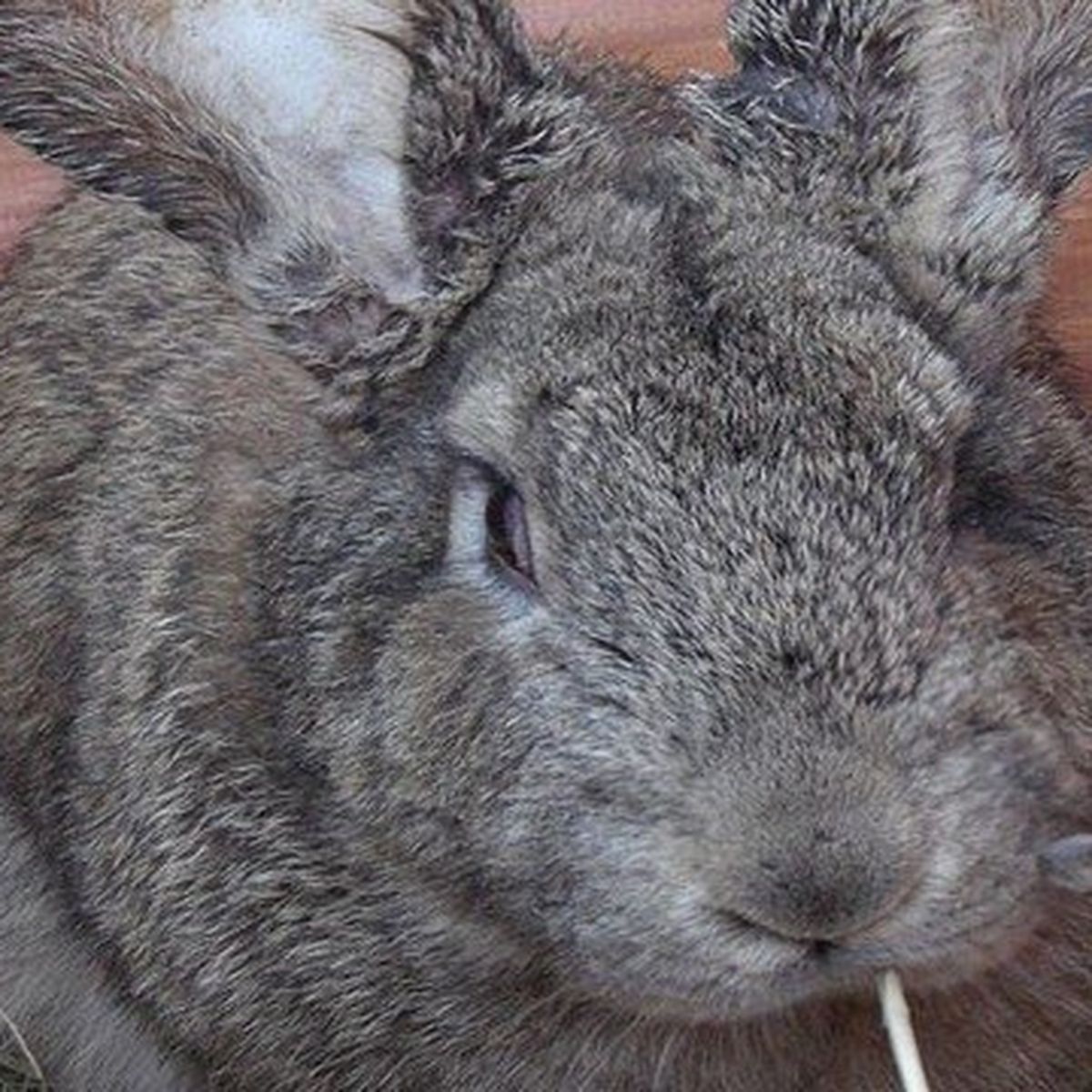 Notre Serie Les Animaux Du Terroir 4 5 Les Geants Des Flandres