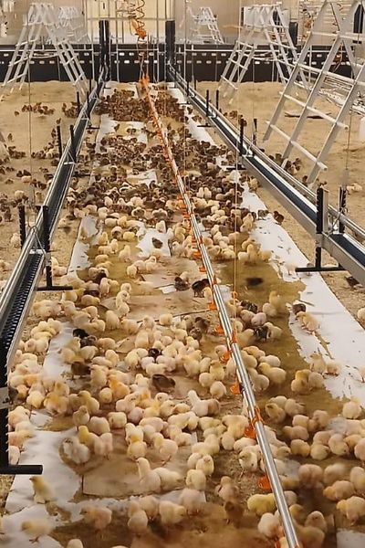 Le centre de sélection de Béchanne vise à récréer les races anciennes de poules pour ensuite équiper les élevages.