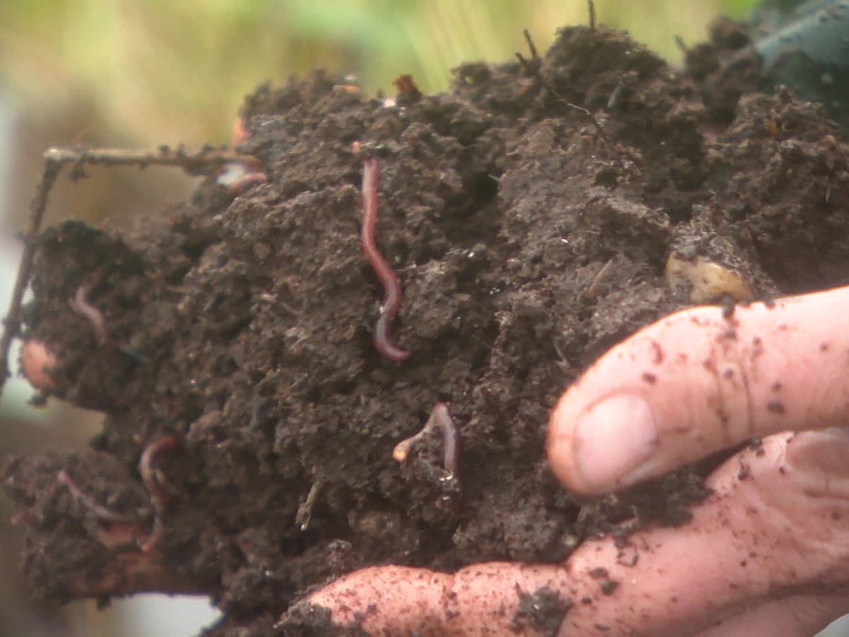 Comment choisir les vers pour le lombricompostage ? - Réseau Agricole