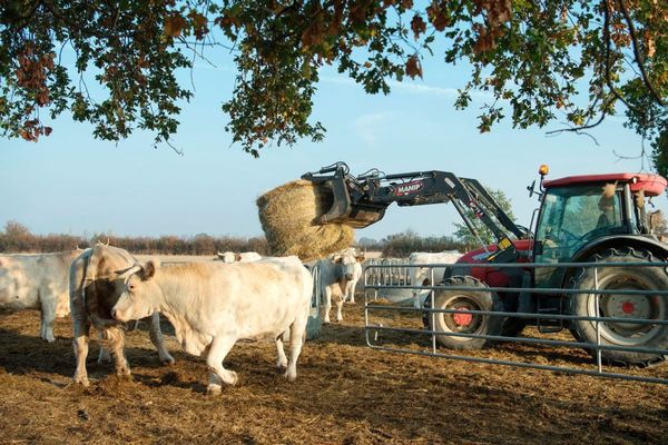 Face à la sécheresse, les éleveurs ont entamé leurs stocks d'hiver pour nourrir le bétail.