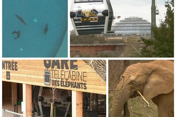 Nouvelle attraction au Zoo-parc de Beauval ! Une télécabine qui monte en silence jusqu'à 45 mètres de hauteur. 25 mars 2019 - Loir-et-Cher
