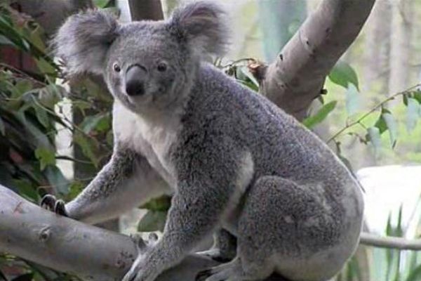 Les trois koalas sont bien arrivés au zoo de Pairi Daiza