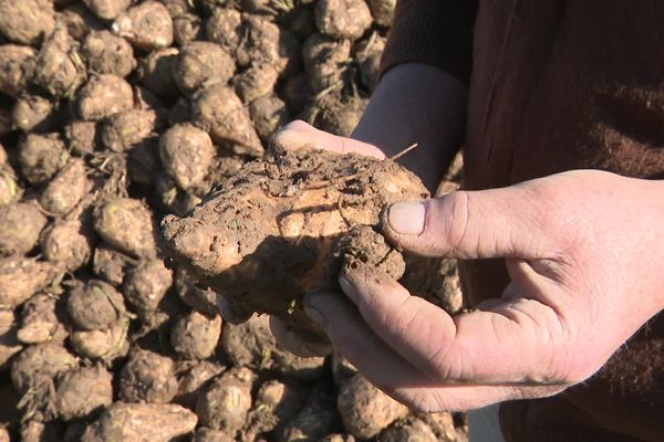 Le tare-terre est plus important que les années précédentes pour les agriculteurs betteraviers de Picardie.