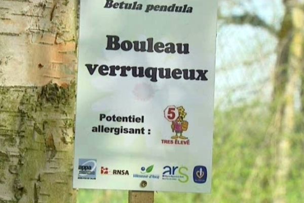 Le Bouleau verruqueux est particulièrement responsable des allergies actuellement