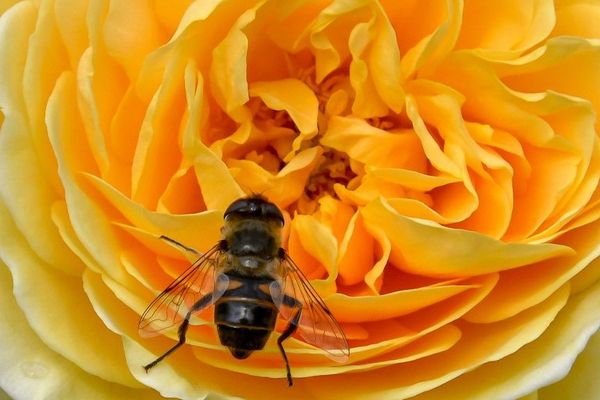 Le nectar des fleurs est composé à 80 % d'eau, une source naturelle qui se tarit avec les fortes chaleurs.