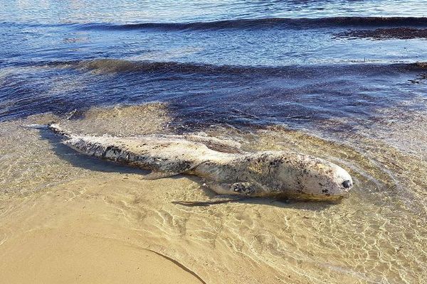 Cela porte à cinq le nombre de mammifères marins échoués en une semaine dans le Var.