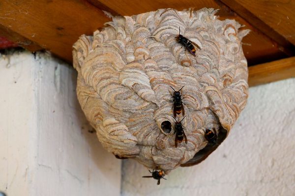 Le frelon asiatique confirme sa présence en Alsace et menace les abeilles.