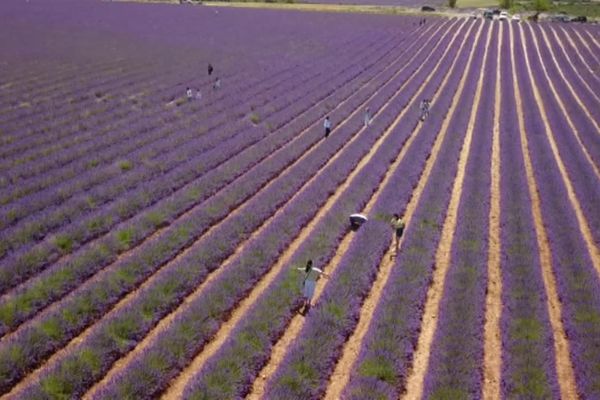 Les champs de lavande de Haute Provence posent leur candidature à l'UNESCO