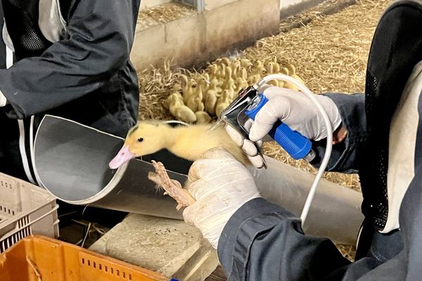 Vaccination des canards contre la grippe aviaire dans un élevage